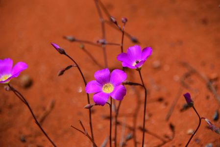 砂漠の花 砂漠の花