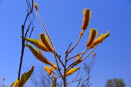 砂漠の花 砂漠の花
