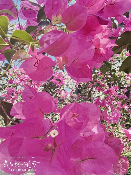 久高島の植物 久高島の植物