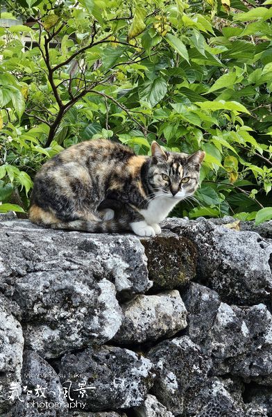 久高島の猫 久高島の猫