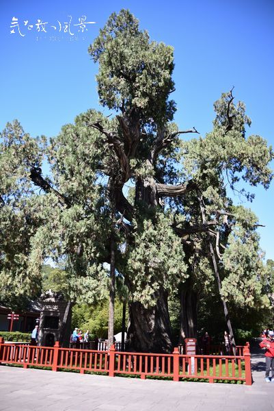 黄帝手植の軒轅柏 黄帝手植の軒轅柏